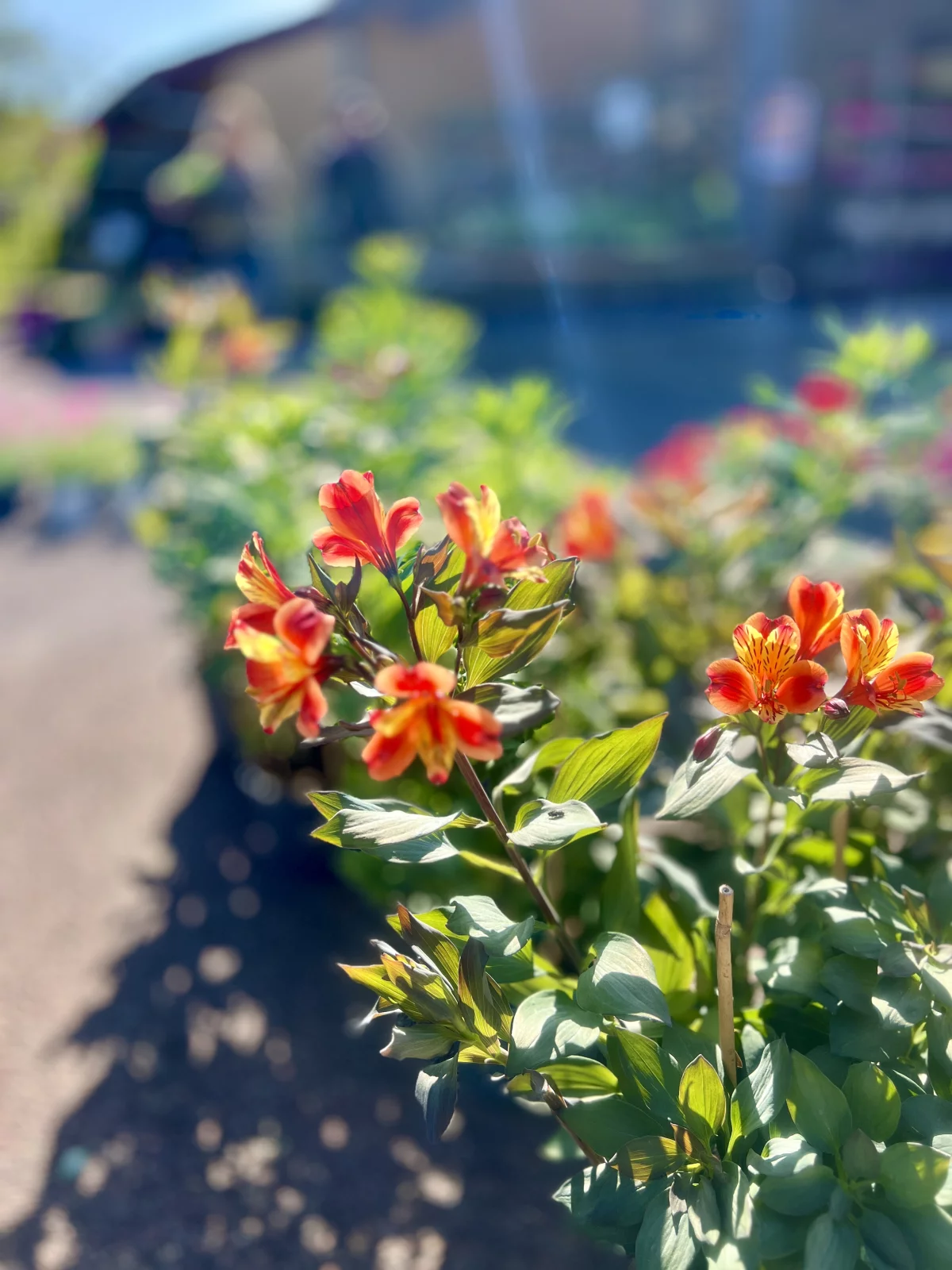 Marché aux fleurs et plants de légumes 2026