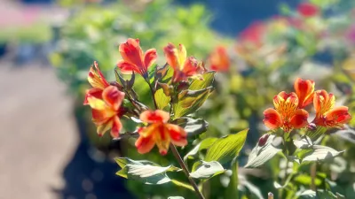Marché aux fleurs et plants de légumes 2026