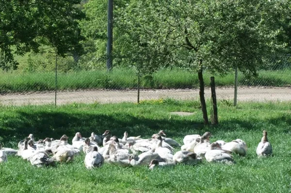 La Ferme de Mathilde
