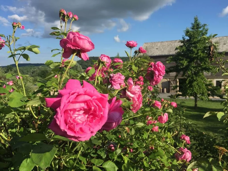 Le verger et la roseraie du Relais de Poste aux Chevaux
