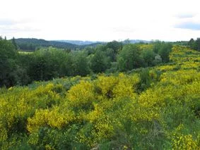 Forêt domaniale de la Feuillade