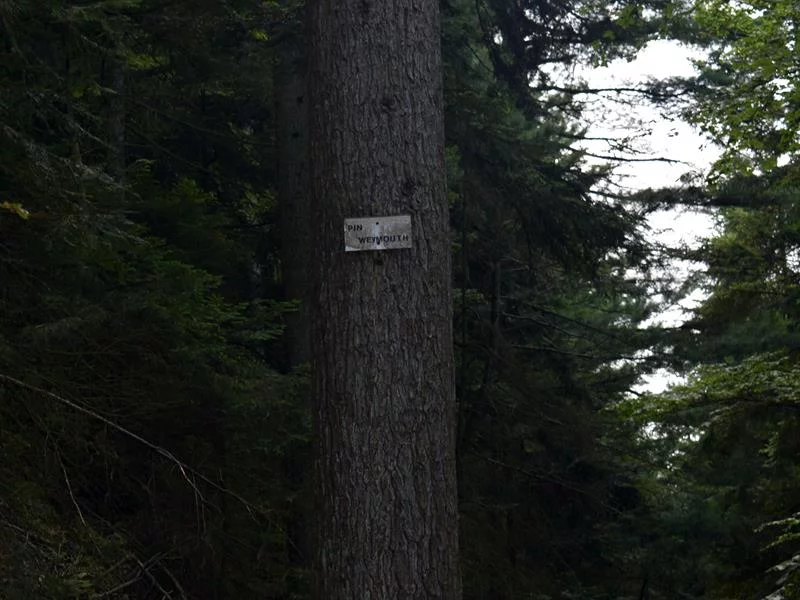 Pin weymout