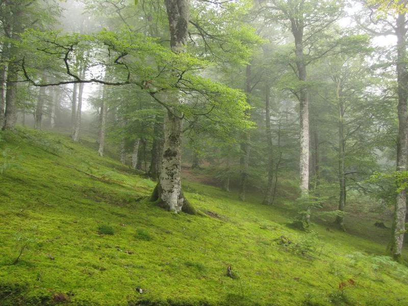 La Forêt d'Hayra