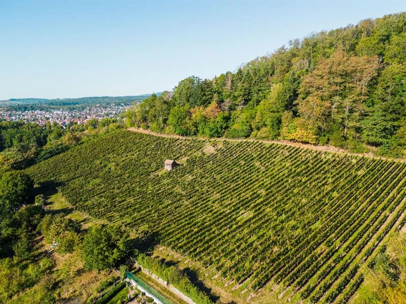 Le vignoble de Vieux-Thann