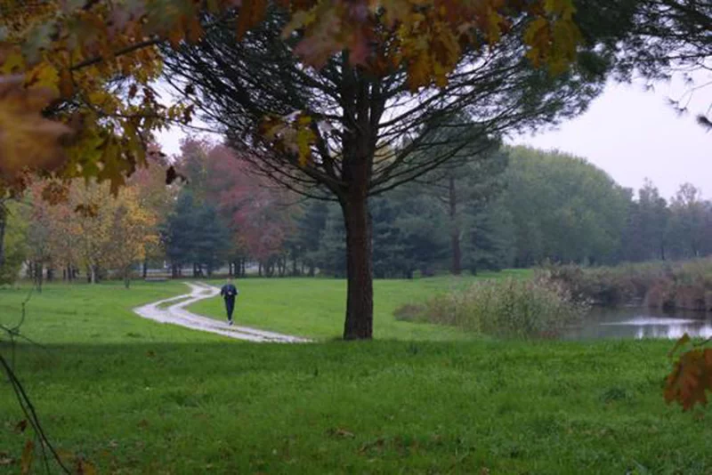 Bois de Bordeaux