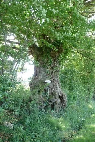 Chêne Ley Lussac