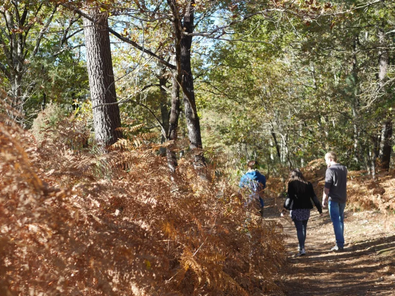 Forêt du Taillan Médoc