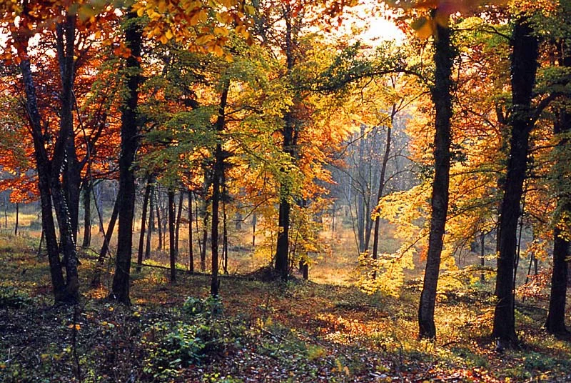 Forêt domaniale d'Auberive