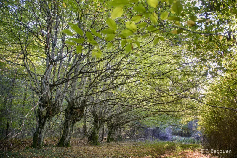 Espace Naturel Sensible : La Forêt Domaniale des Abbayes