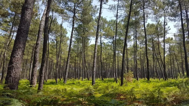 Parc naturel régional des Landes de Gascogne