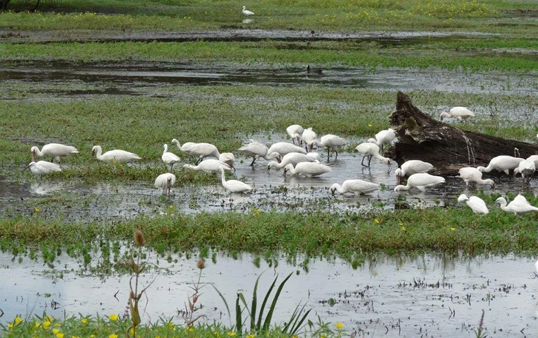 Réserve naturelle nationale des Marais de Bruges