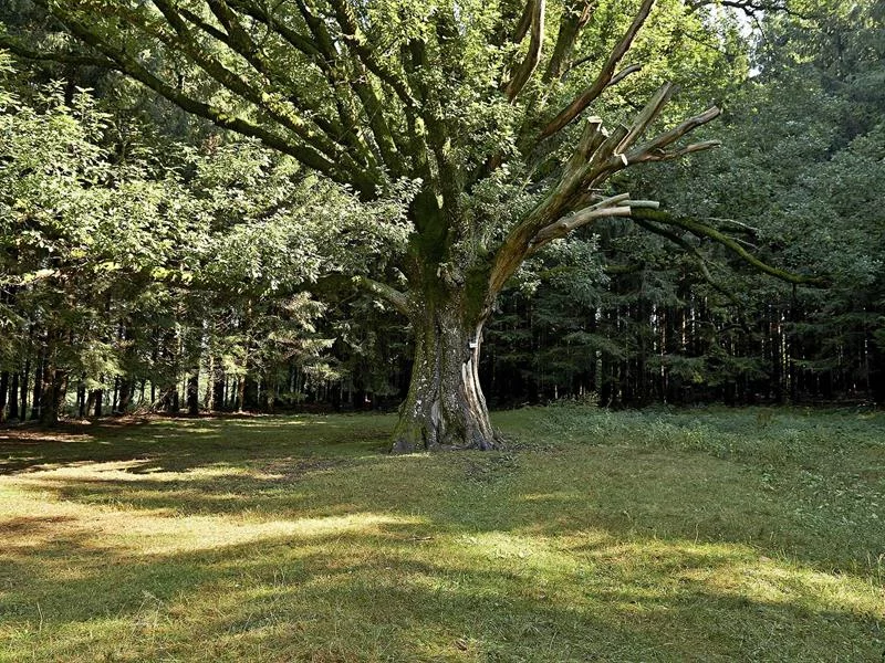 Le Chêne de Salm