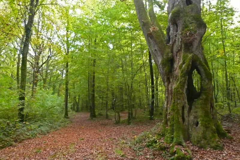 L'arbre au Pied Cornier