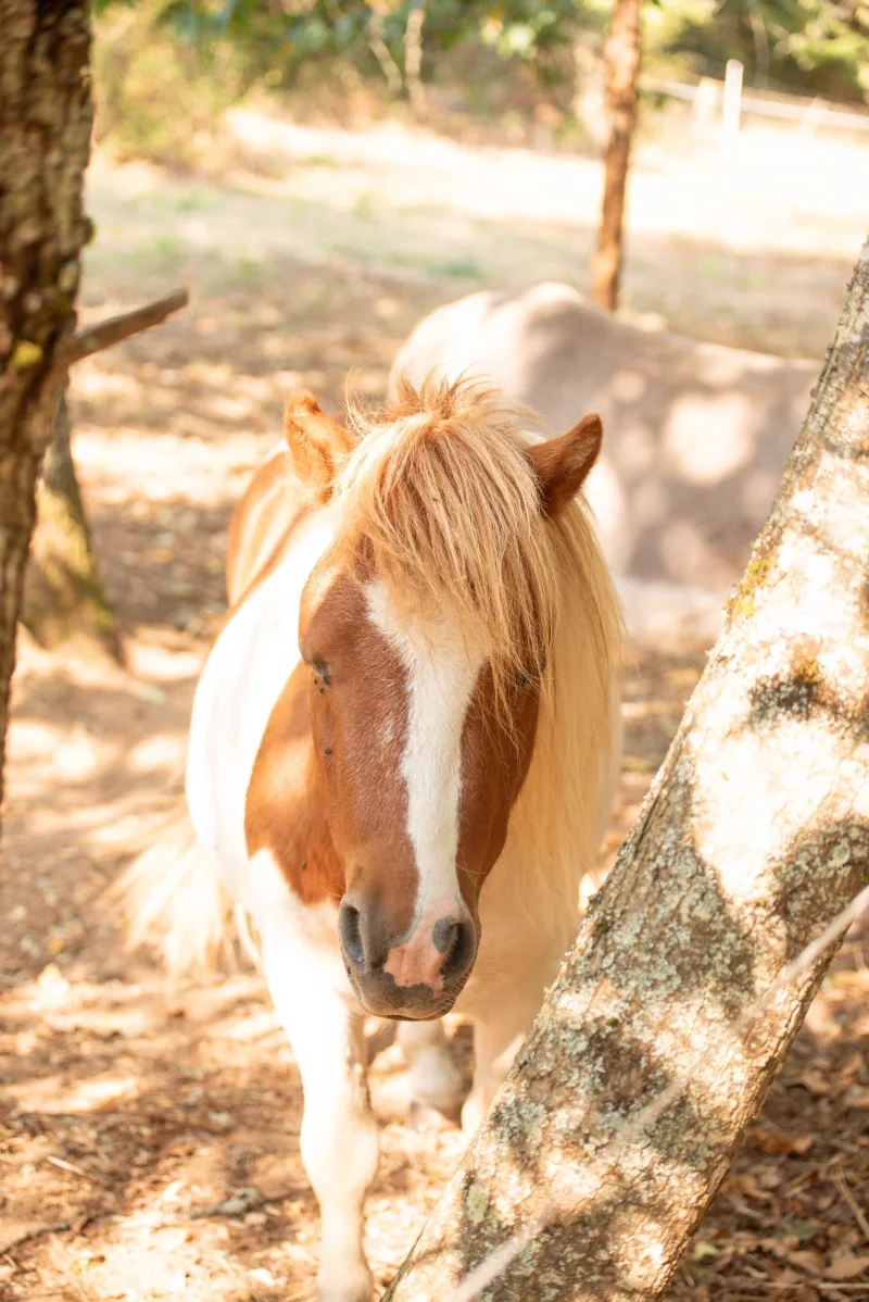 Ferme pédagogiques Les petits amis d'Hippolyte