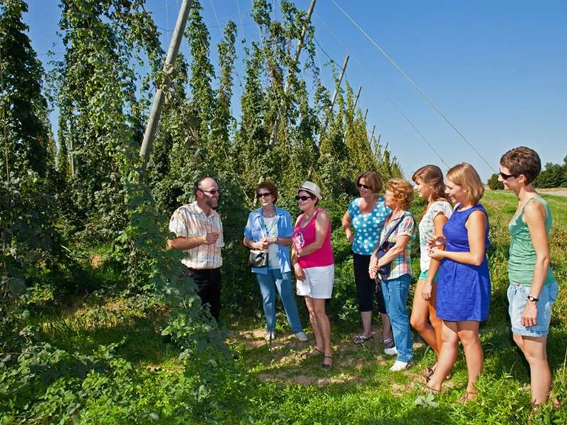 Visite découverte des houblonnières