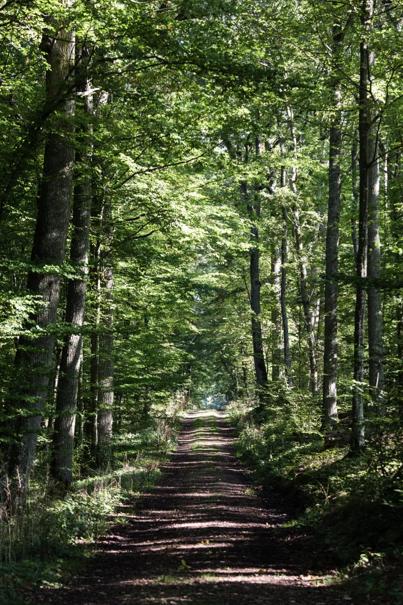 Forêt domaniale de Dreux