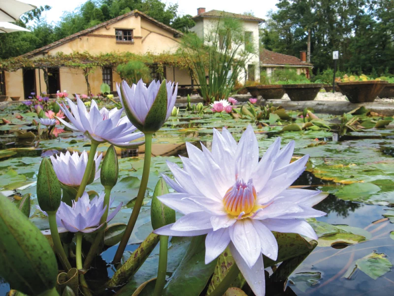 Le Jardin des Nénuphars & la pépinière historique Latour-Marliac