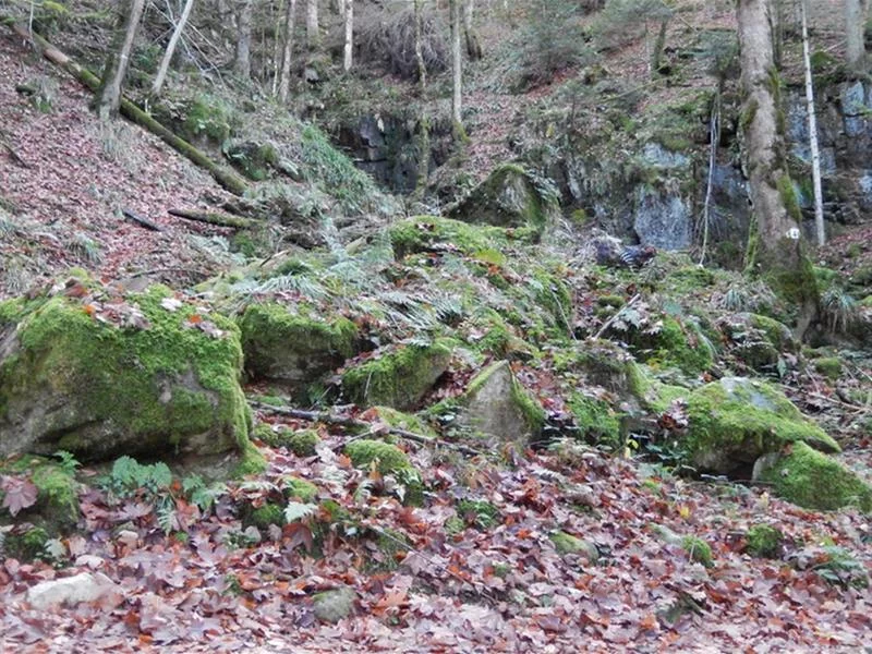 La fôret d’Éboulis de Battion