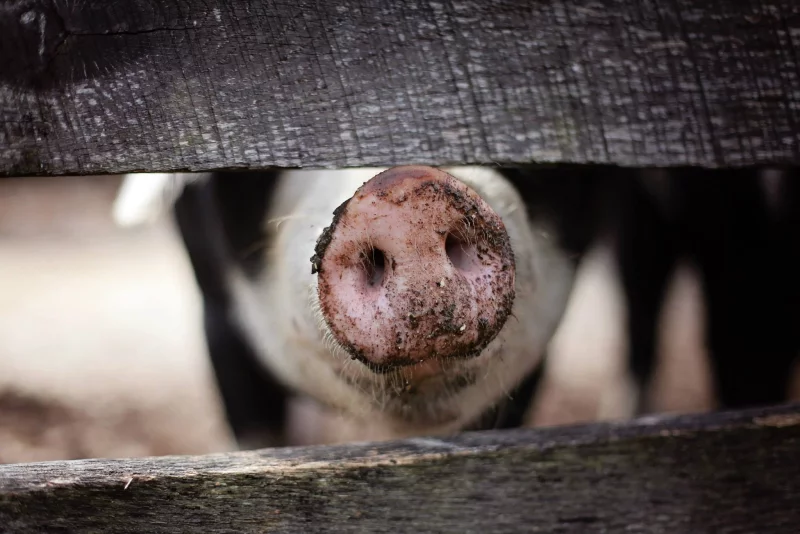 AUX SAVEURS PAYSANNES - FERME PÉDAGOGIQUE