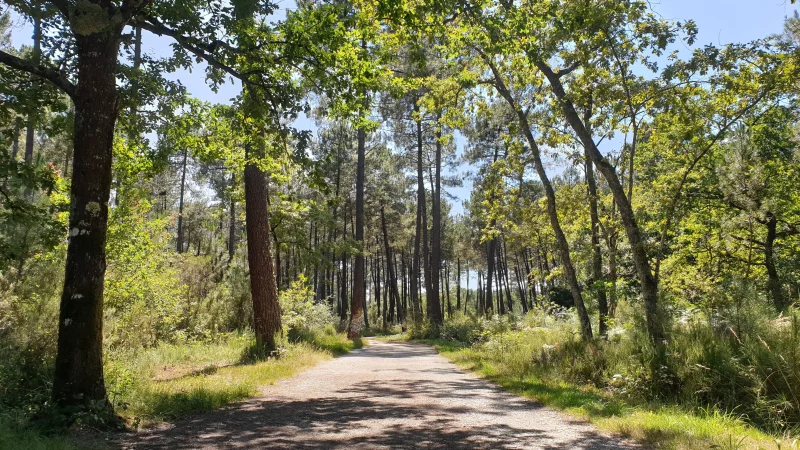 Forêt de Migelane