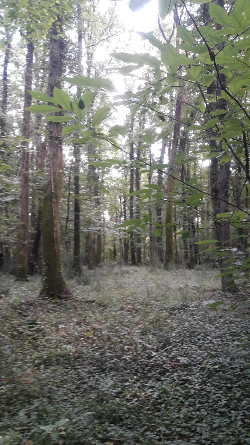 Forêt Communale du Grand Parc