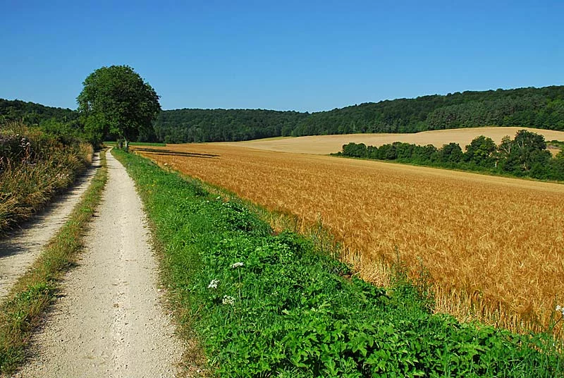Marais de la combe des Riots