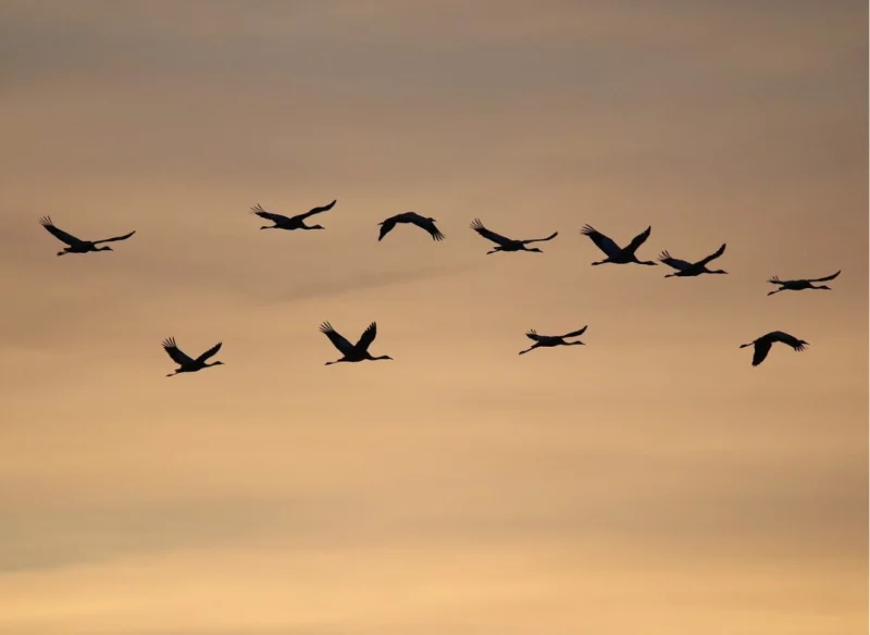 Cessaguet et Eynanças, site d'observation des grues cendrées