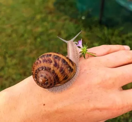 Visite de L'Escargoterie Aveyronnaise