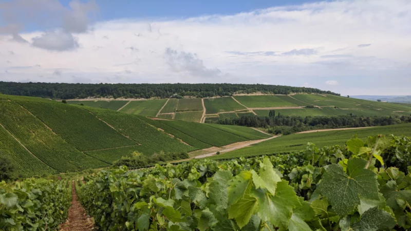 Point de vue : Paysage de Champagne