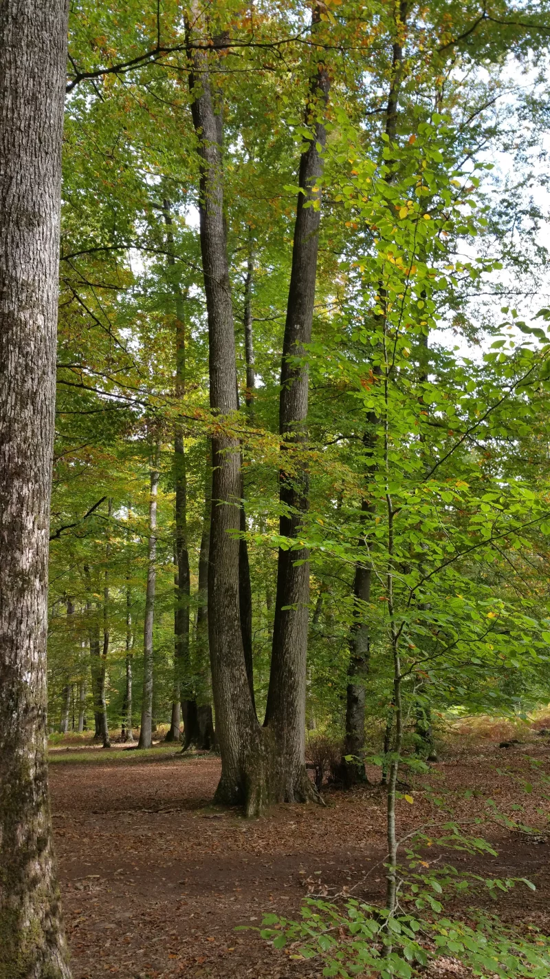 Forêt Domaniale de Vouillé-Saint-Hilaire