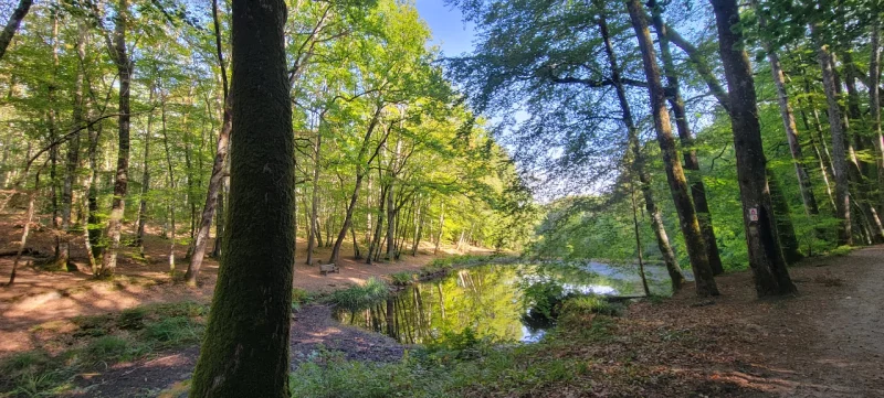Forêt des Loges