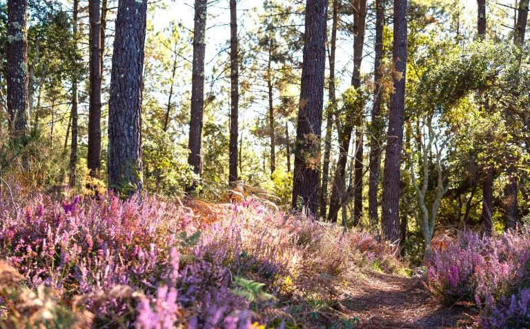 Balade Pédestre guidée