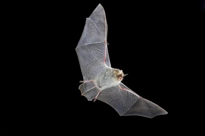 Dans le port de l'épervière, y a des chauves-souris qui chantent...