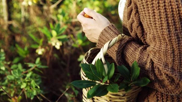 De la cueillette à l’assiette : cuisine durable et sauvage avec Nos Deux Mains