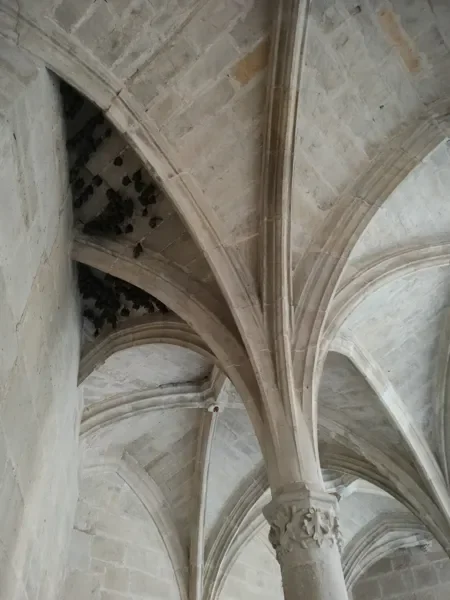 Visite à la découverte des chauves-souris de la chartreuse Saint-Sauveur