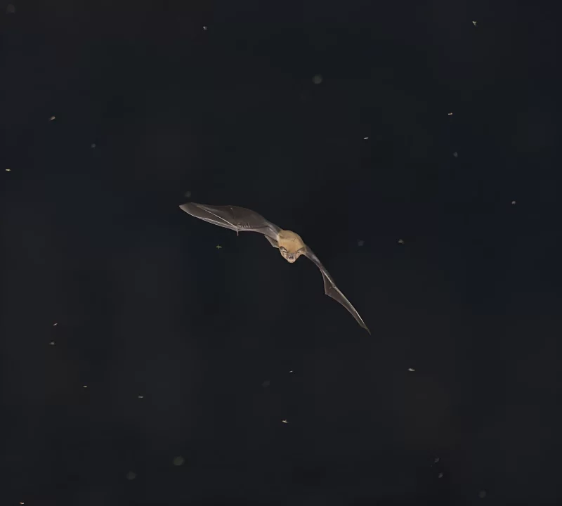Nuit de la Chauve-souris