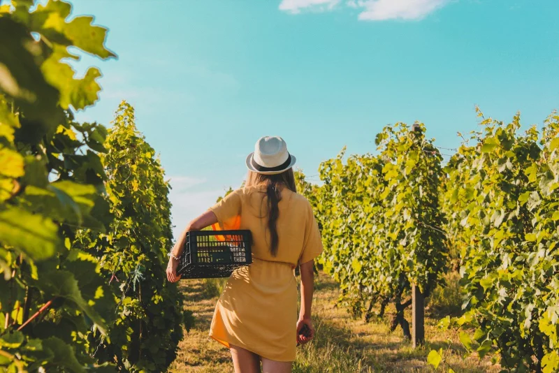 "Les vignerons prennent l'Aire" - Château Rozier