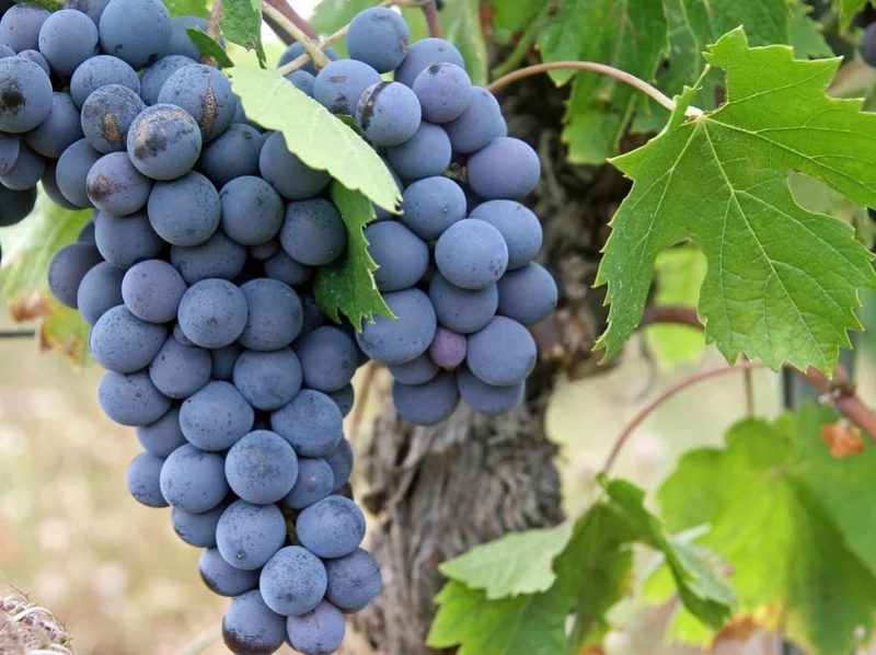 Les Rendez-Vous immersion - dégustation : Vendanges 2026