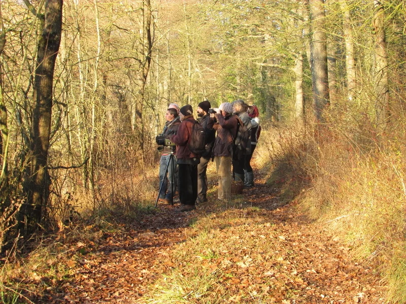 Sortie Nature Les oiseaux en hiver