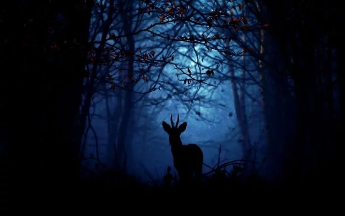 Nos forêts, nos vies