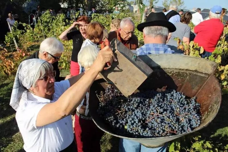 Déambulation et vendanges de la Cité Libre du vieux Thouars