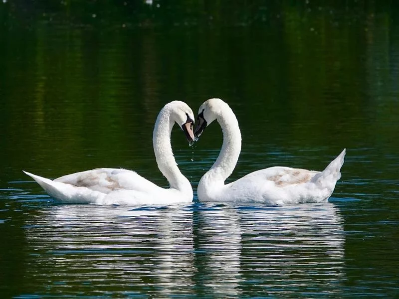 Rando des cygnes