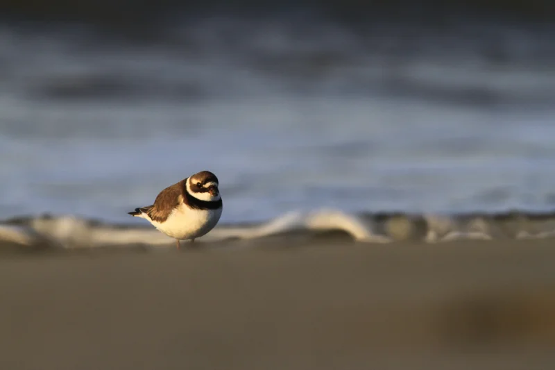 Les oiseaux du littoral
