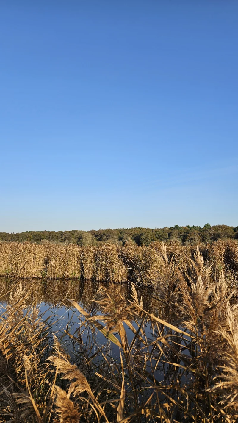 Les découvertes de Monta : Découverte du marais au crépuscule