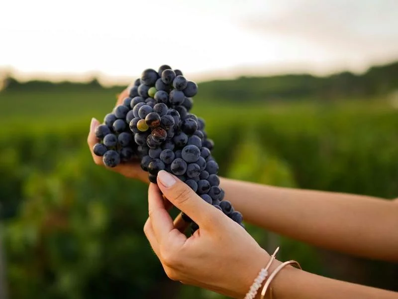 Salon du vin et des terroirs