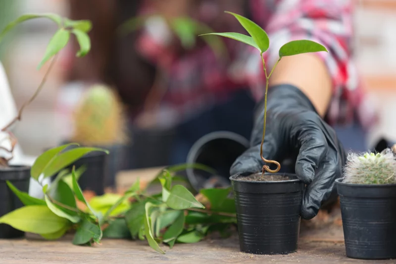 Atelier : Réaliser ses boutures de vivaces et petits fruits