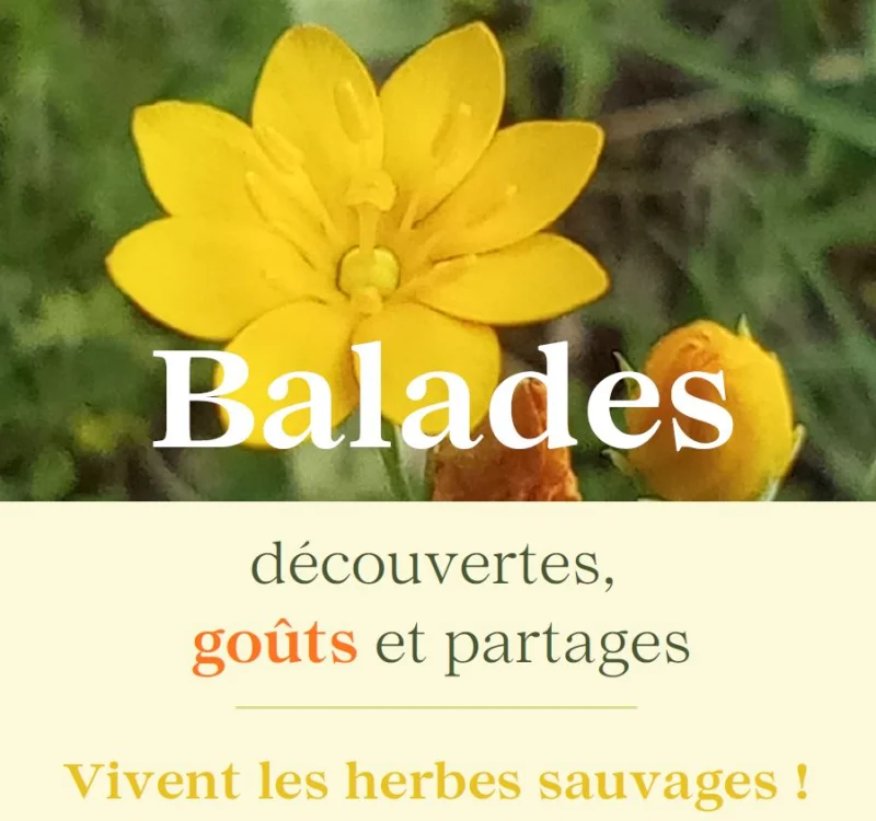 La table sauvage au Domaine les Hauts de Riquets