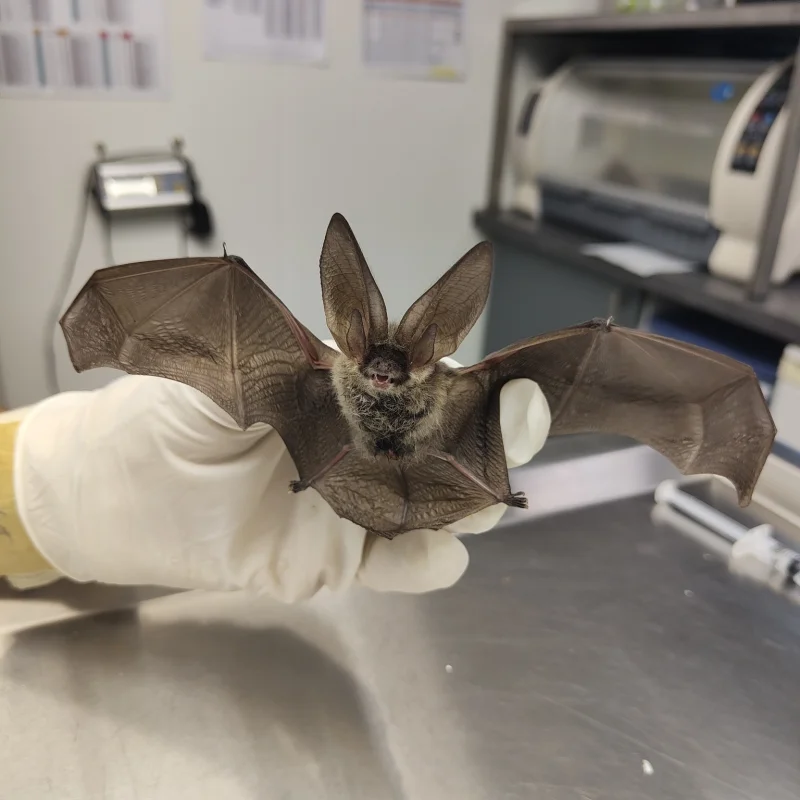 Secrets de chauves-souris