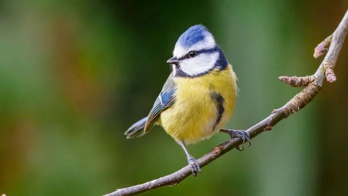 Atelier 4-10 ans : Oiseaux de nos jardins