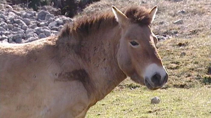 Docu givré « Przewalski, le dernier cheval sauvage » (Dominique Garing et Laurent Charbonnier · 52 min · 2005)